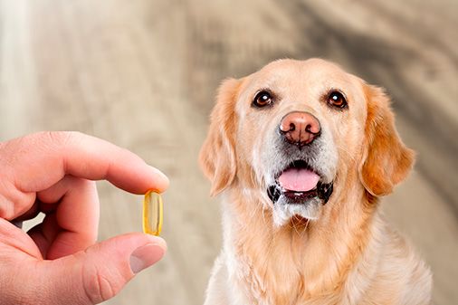 DHA para mascotas