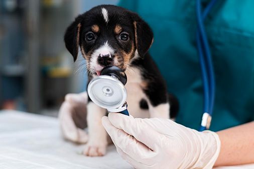Tratamiento De La Leishmaniosis para mascotas