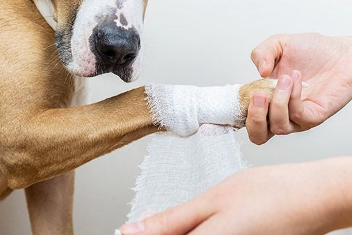 Lesion articular perro