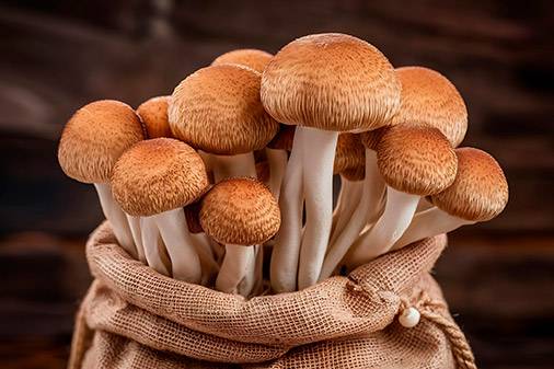cordyceps que es_